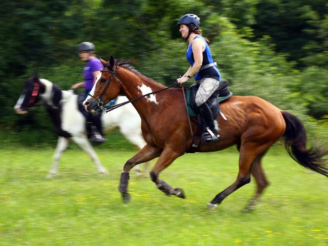 Endurance Riders Hit Trail In Fast Growing Equine Sport