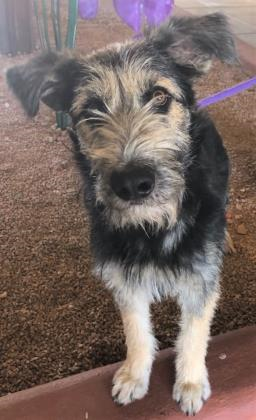 lady and the tramp breed