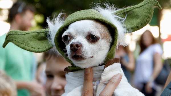 A dog dressed as Yoda from "Star Wars" won the...