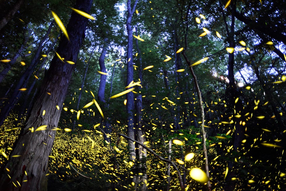 Fireflies during mating season at Great Smoky Mountains National Park, Tennessee.