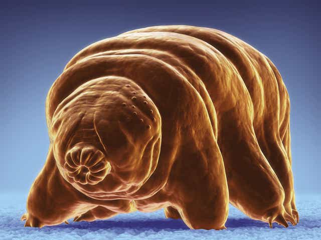 Scientists Should Chill Out Water Bears Aren T Contaminating The Moon