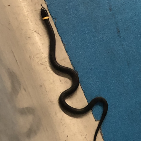 This ringed-neck snake made an appearance at a TSA