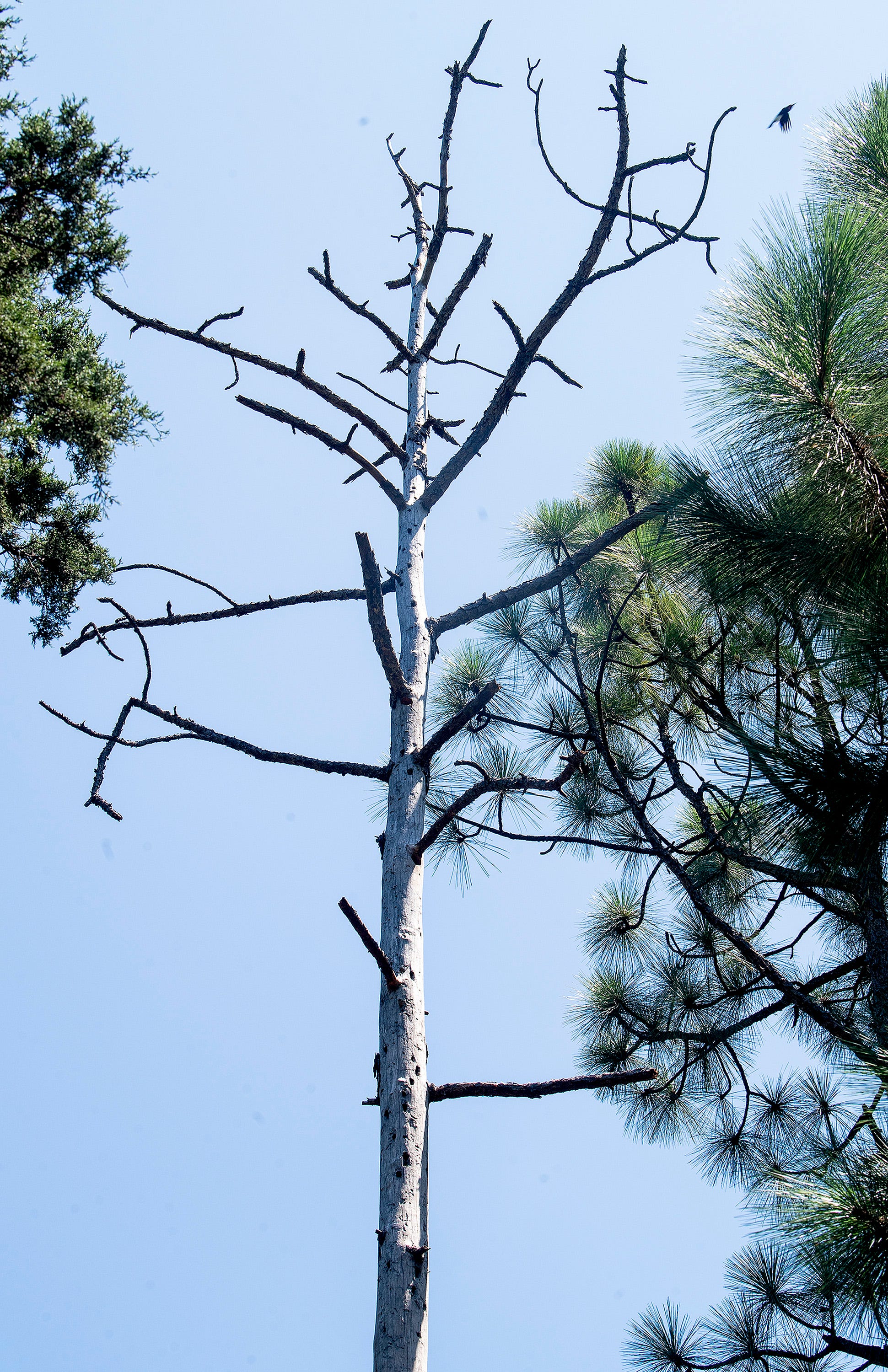 Climate and change Rising temperatures are already transforming Alabama