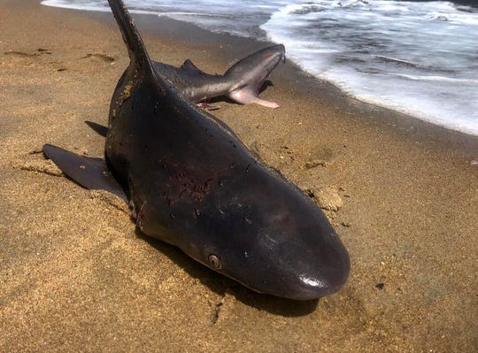 Rehoboth lifeguards face backlash after disposing of dying shark
