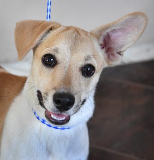 Scamp is a 5-month-old, tan and white, Chiweenie mix. He is nuetered, vaccinated and microchipped. Scamp is cute, friendly and available for adoption at the Humane Society of Wichita County.