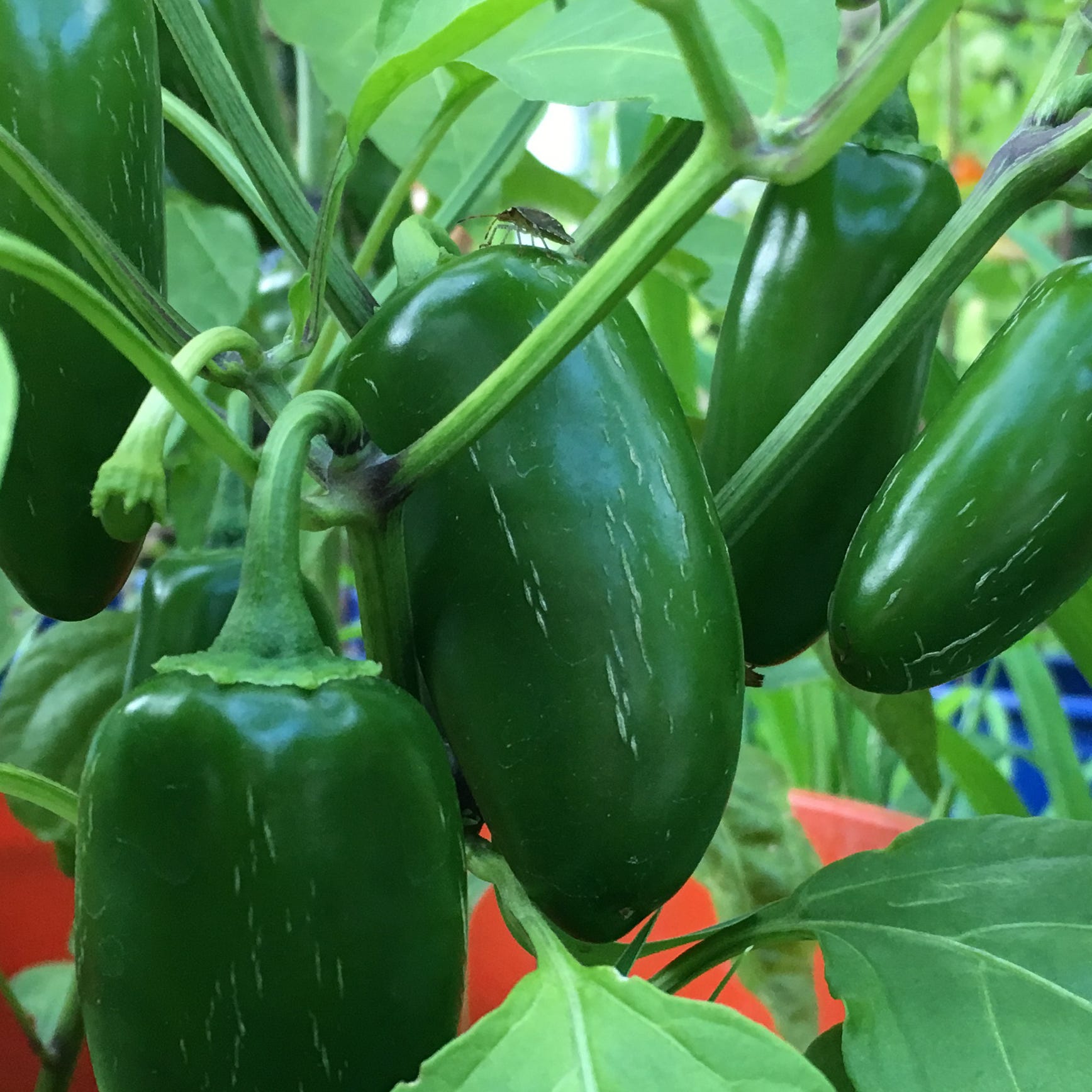 Big Country Master Gardeners How To Help Veggies Thrive In Containers