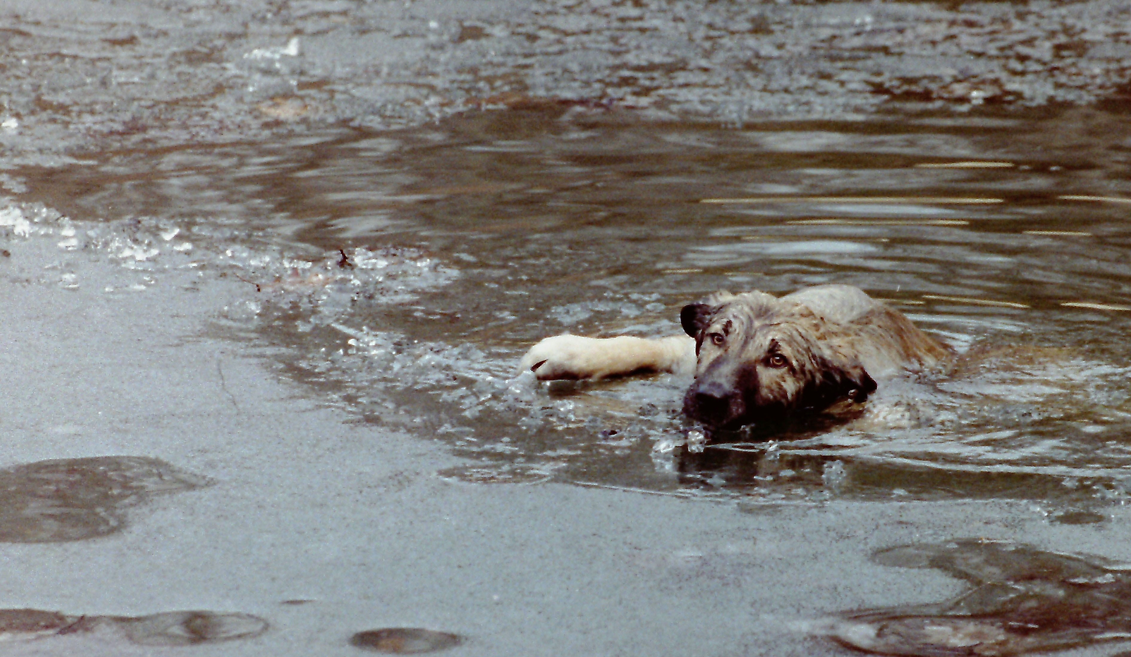 Lohud look back: How dog was saved after falling through ice in 1992