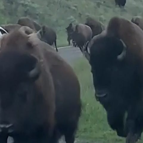 Giant bison slams into car, cracks window at Yello