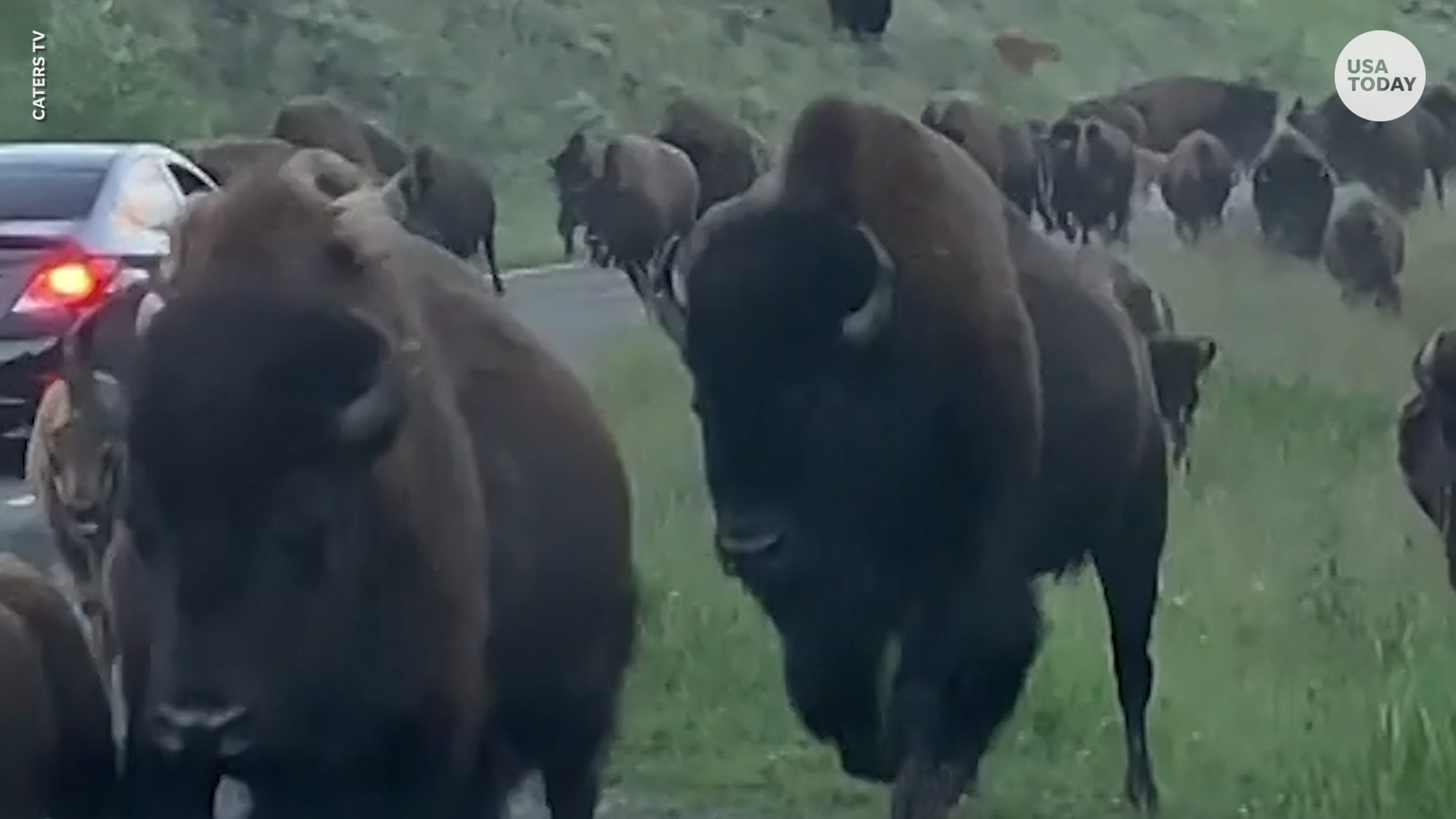 Giant bison slams into car, cracks window at Yellowstone National Park