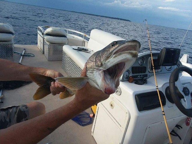 What appears to be a two-mouthed trout, caught by Debbie Geddes, 57, of Peru, N.Y., is displayed off Crab Island, near Plattsburgh, in Lake Champlain on Aug. 16, 2019.