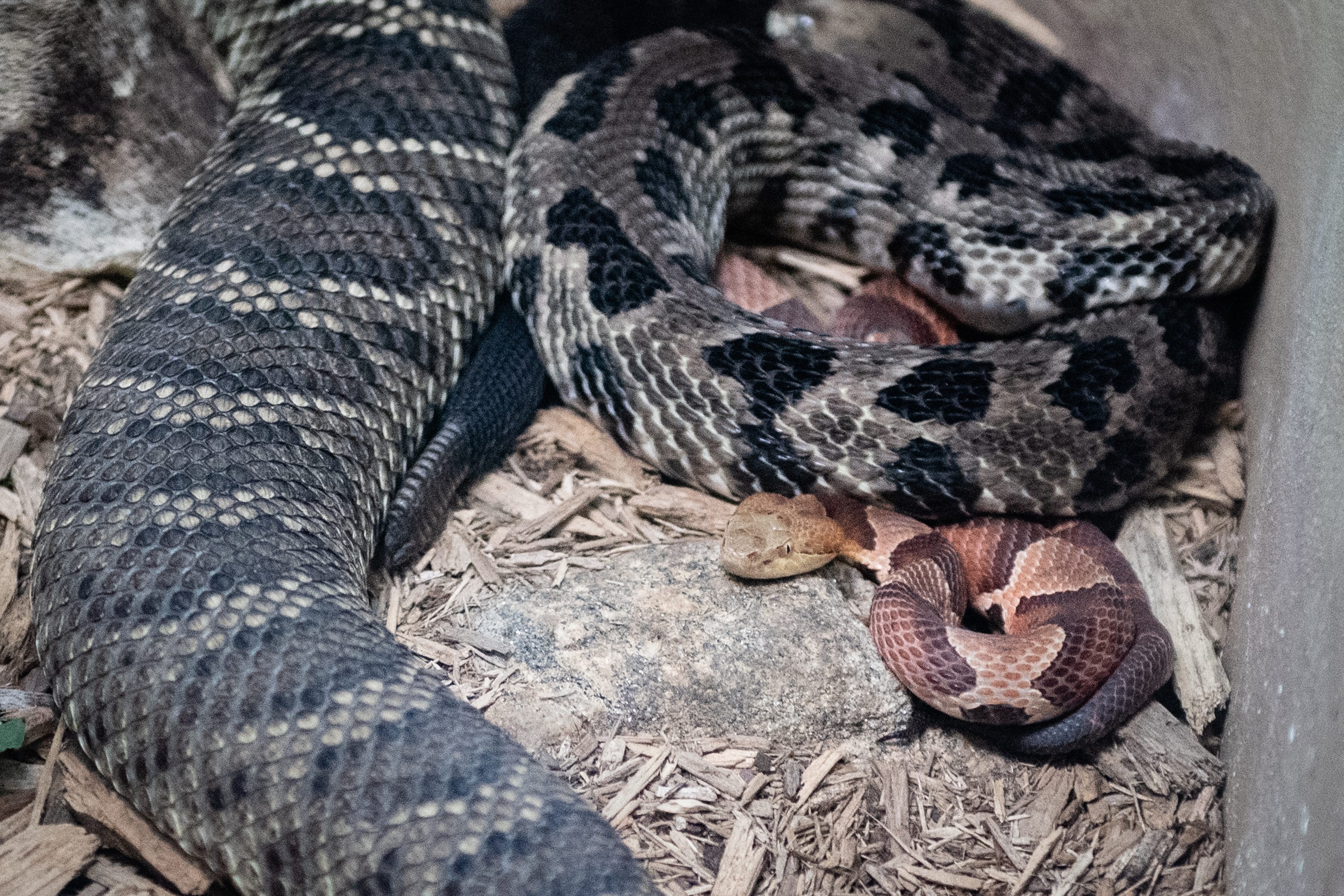 Baby Copperhead Snakes Season In Upstate Sc In August And September Baby Copperhead Snakes Season In Upstate Sc In August And September