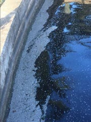 Millions of tiny clams can be seen Wednesday evening, Aug. 21, 2019, washed up against a seawall in a canal off the the St. Lucie River in Palm City.