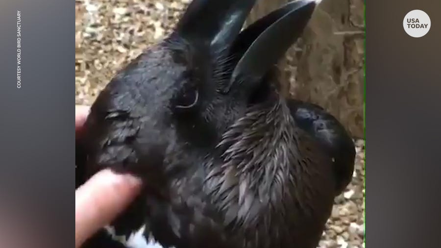 Is it a bird or a bunny? The internet can't make up its mind