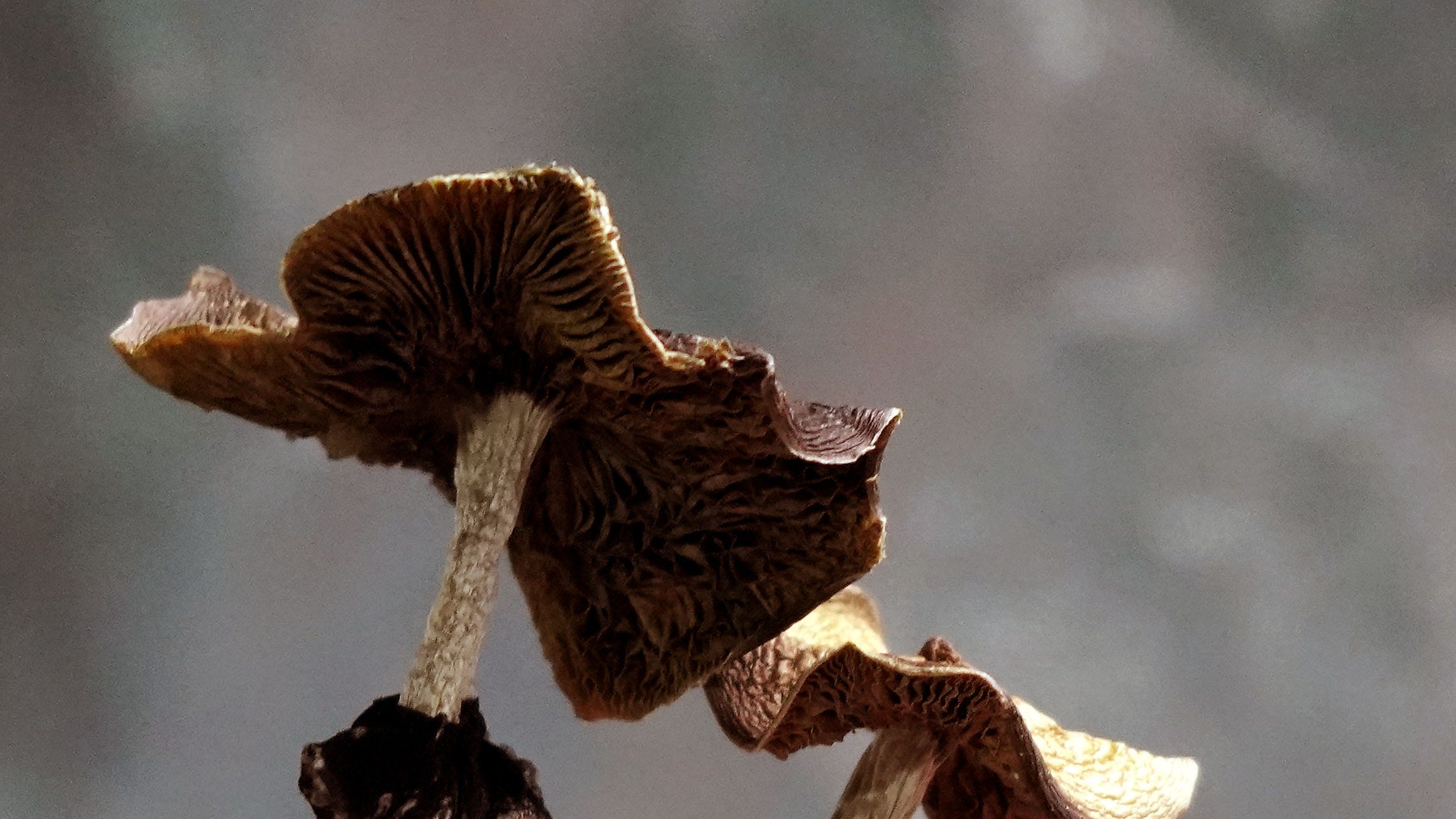 Magic Mushrooms Gain Popularity Following Decriminalization Efforts
