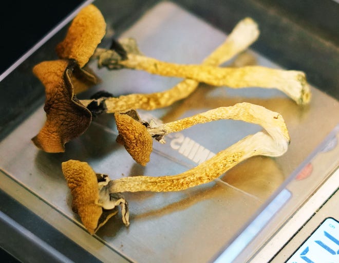 Psilocybin mushrooms -- "magic mushrooms" --displayed by a grower in Denver. Once grown, the psychedelic mushrooms are dried and then either eaten raw or steeped into tea. Denver voters in May decriminalized the personal possession of the fungi, although police retain the right to arrest people for selling or distributing them in large quantities.