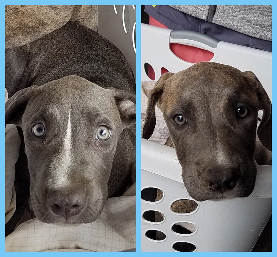 how to care for a puppy with parvo