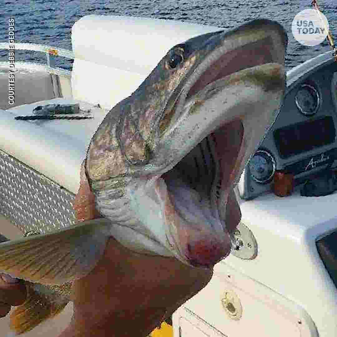 Two Mouthed Fish Angler Nets Bizarrely Beautiful Lake Trout