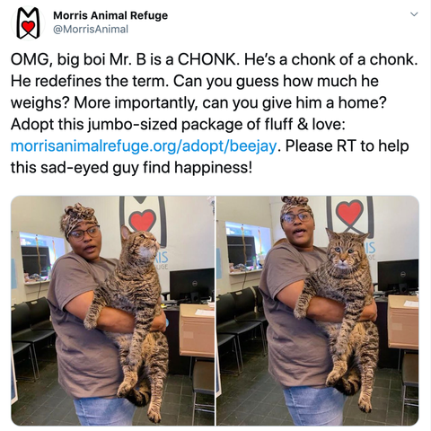 Morris Animal Refuge tweeted photos of a large cat