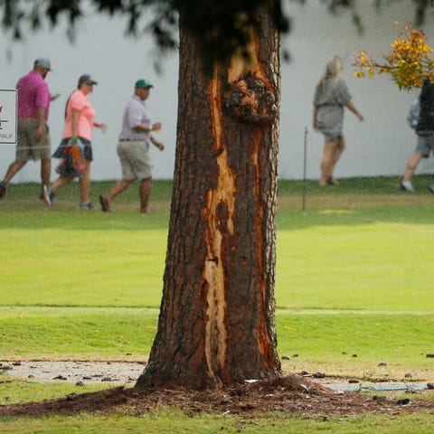 A tree shows lightning damage after a strike at Ea