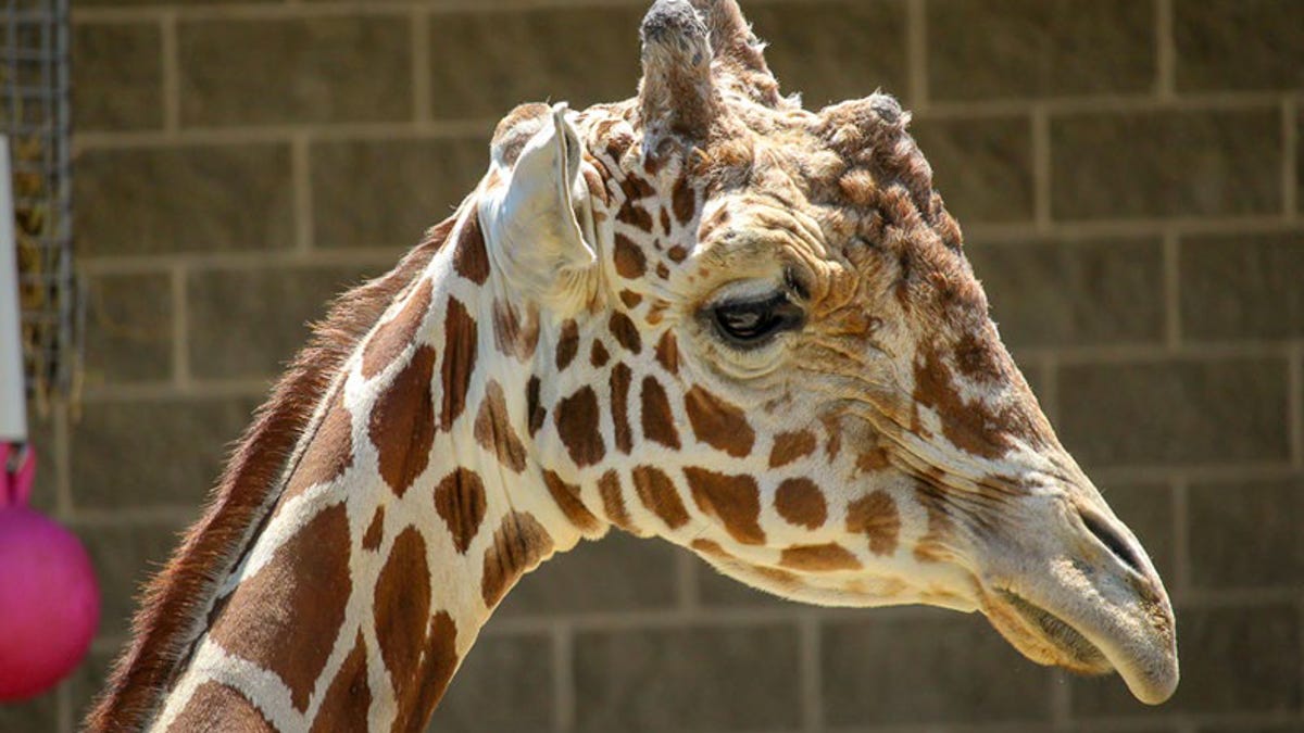 Coronavirus In Brown County New Zoo Will Start Reopening In June