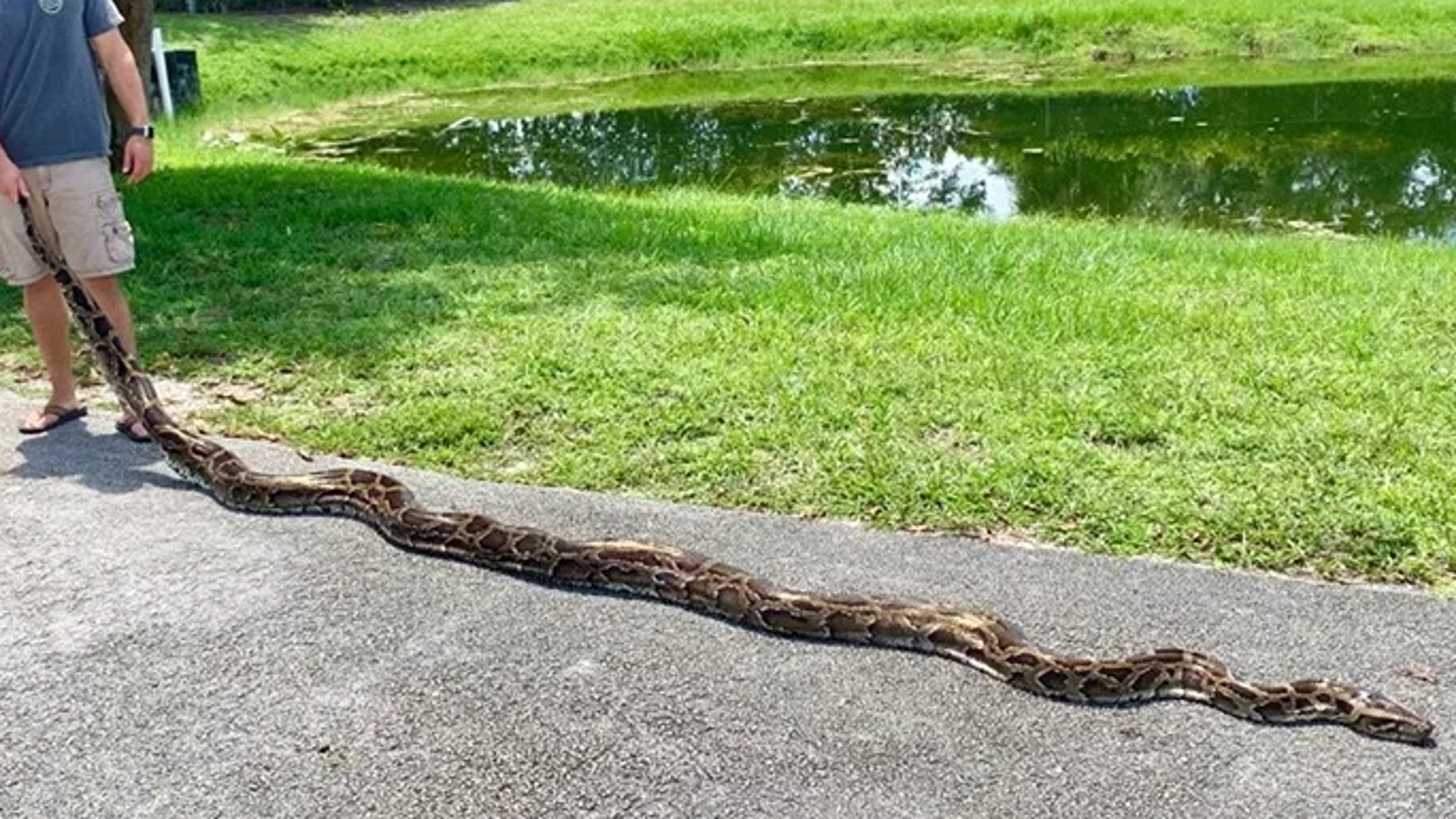 FWC captures invasive Burmese python