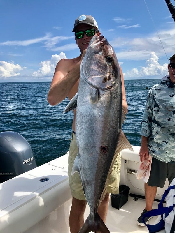 Amberjacks in Gulf are back! How to make the most of the remaining Gulf