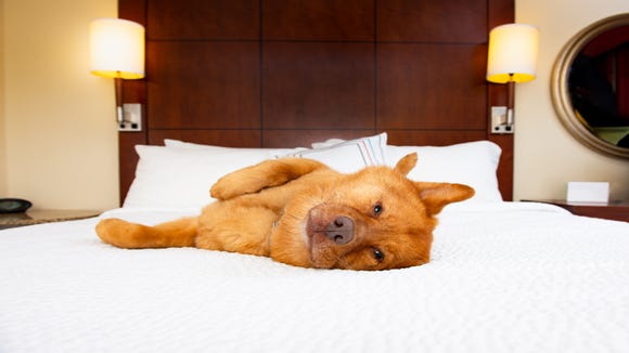 According to its website, Red Roof Inn welcomes one pet (under 80 pounds) per guest room free of charge. (You must disclose the pet's presence at check-in.) Call ahead to the individual location if you plan to bring more than one pet.