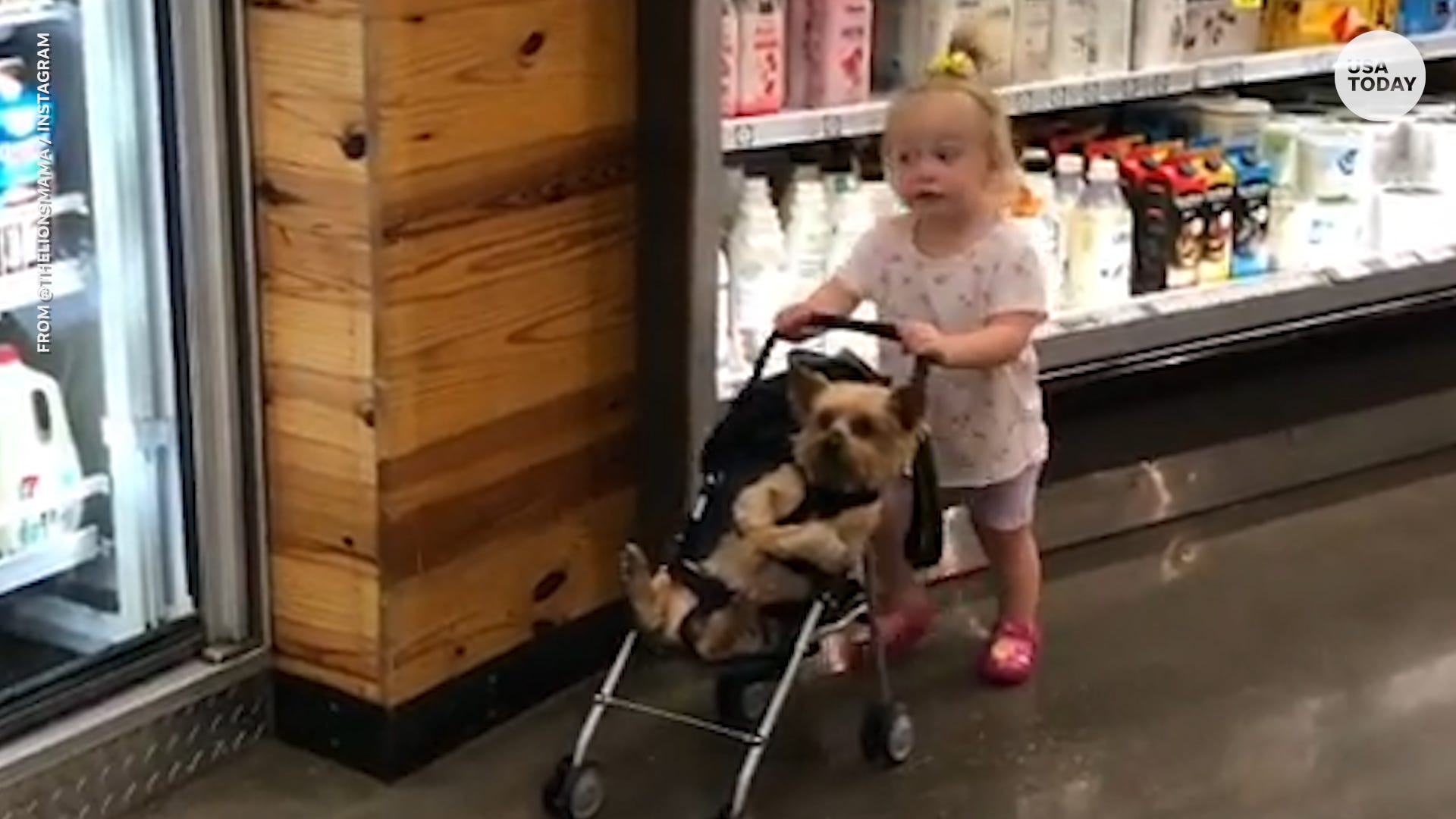dog grocery store