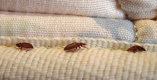 Bedbug Victim Outraged As Trump Denies Infestation At Miami Resort