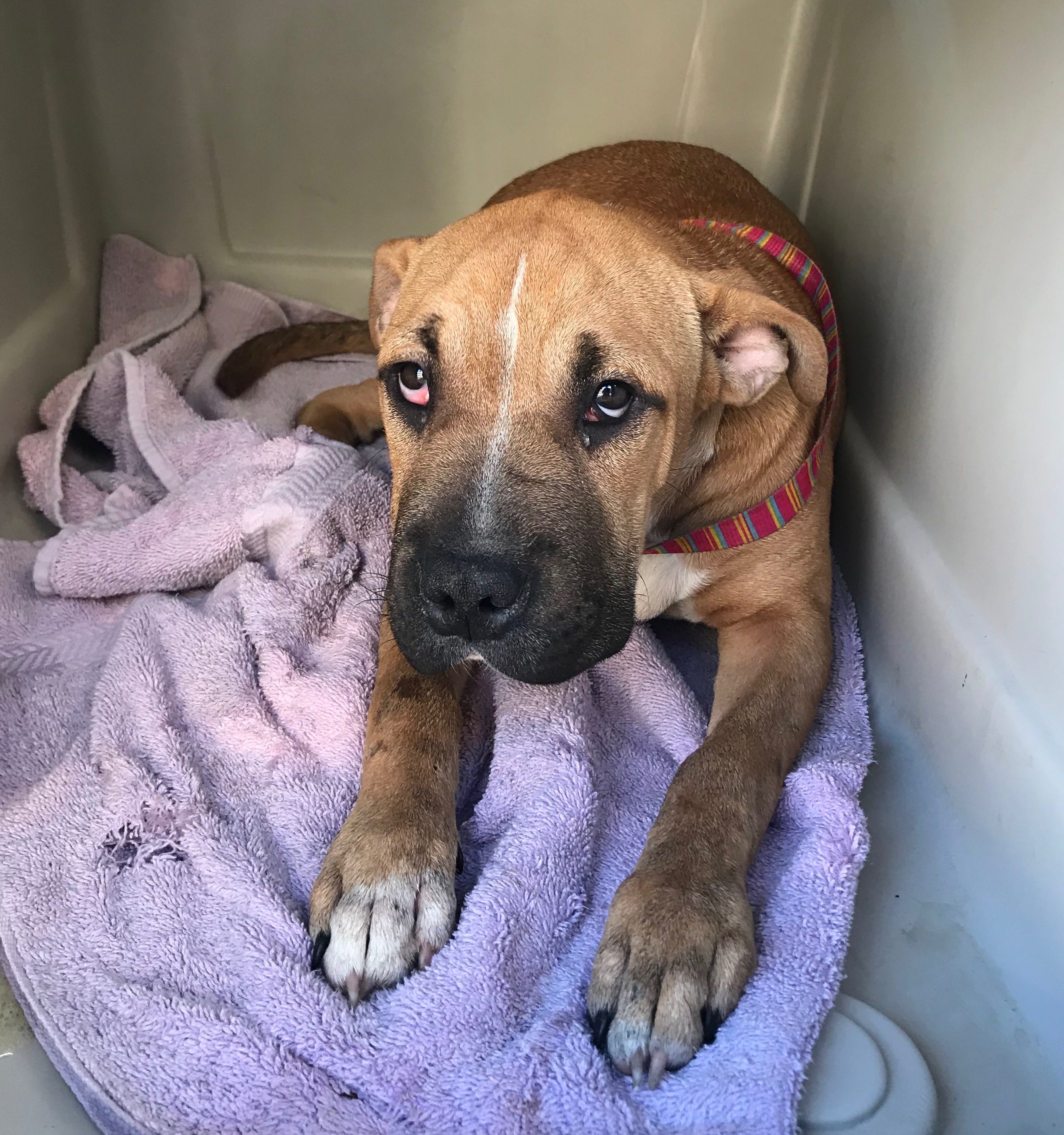 What Does A Dog With Parvo Look Like