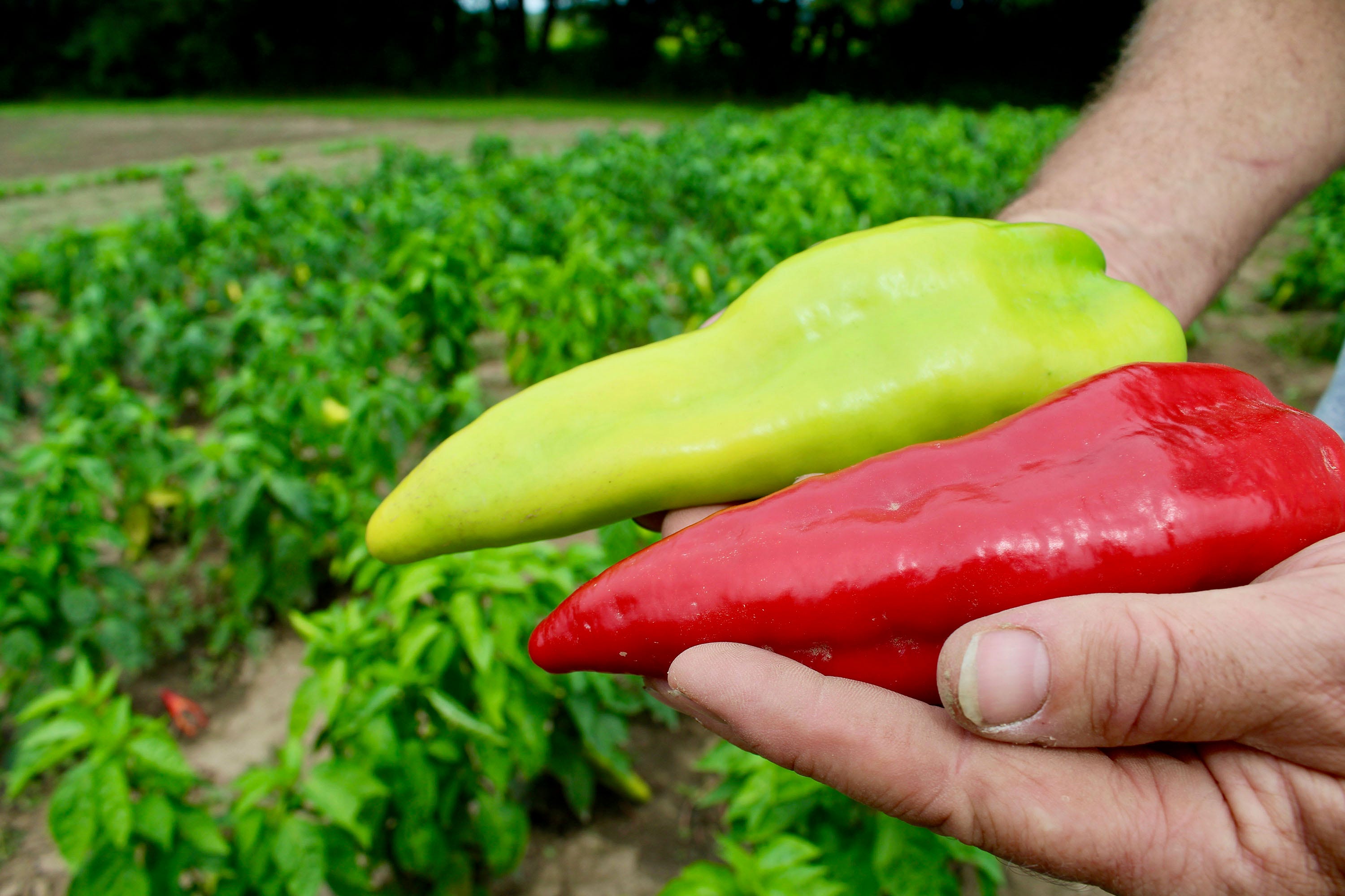 Beaver Dam Pepper Festival Celebrates Namesake Heirloom From Hungary