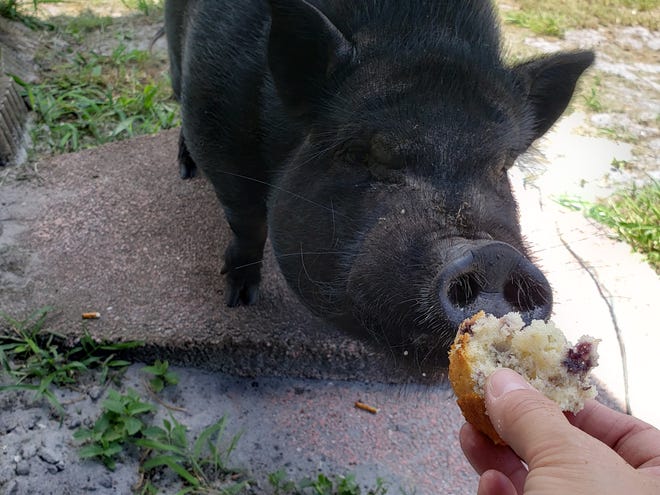 The black Vietnamese pot-bellied pig that escaped from its owner Aug. 26 has been donated to a sanctuary farm in Fellsmere, police spokesman says.