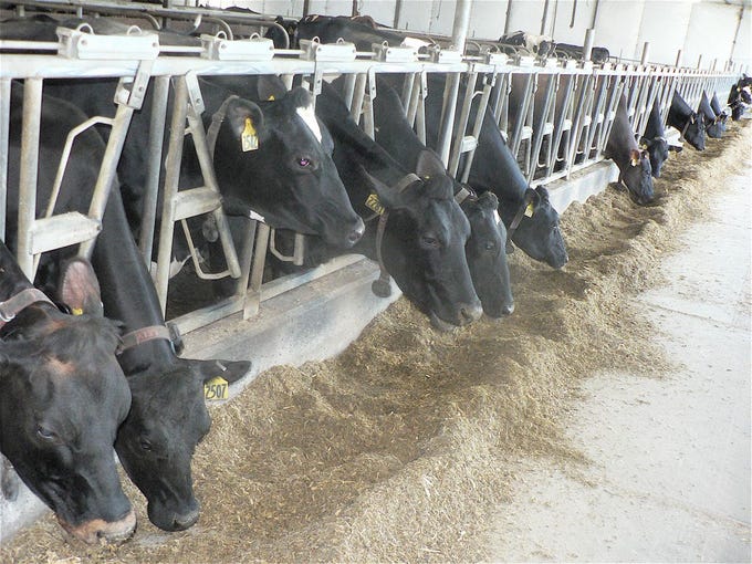 Every hour the feed is moved back to the manger closer to the cows by a Juno robot that circles the barn.