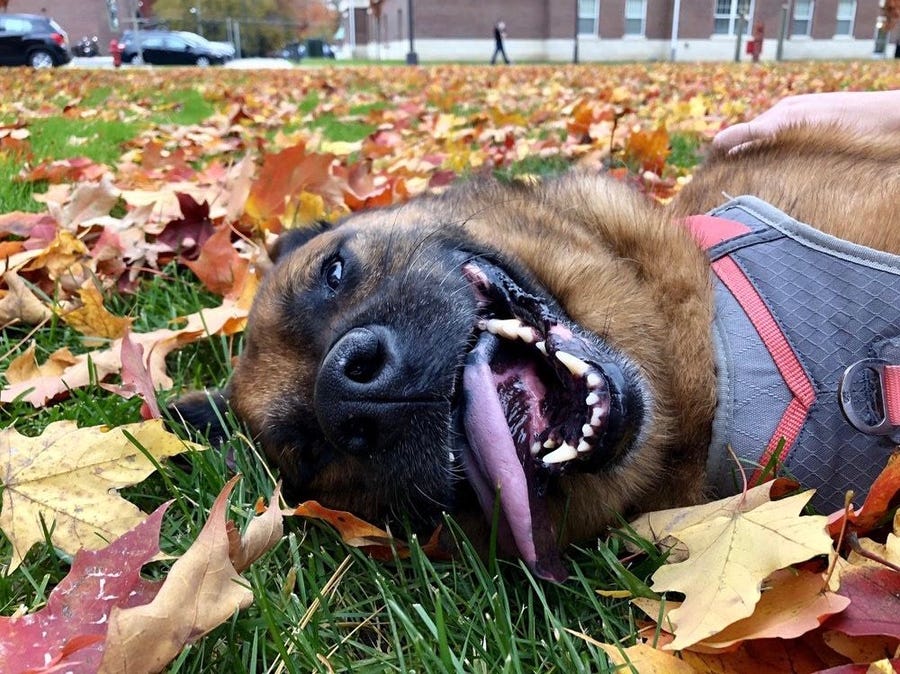 This fluffy guy is Richard Parker from Pasadena, CA. Despite his goofy grin, he has a near-genius IQ.