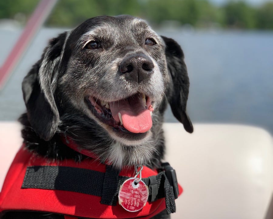 Annie knows how to stay safe on boat rides. Her life jacket is Short List approved.