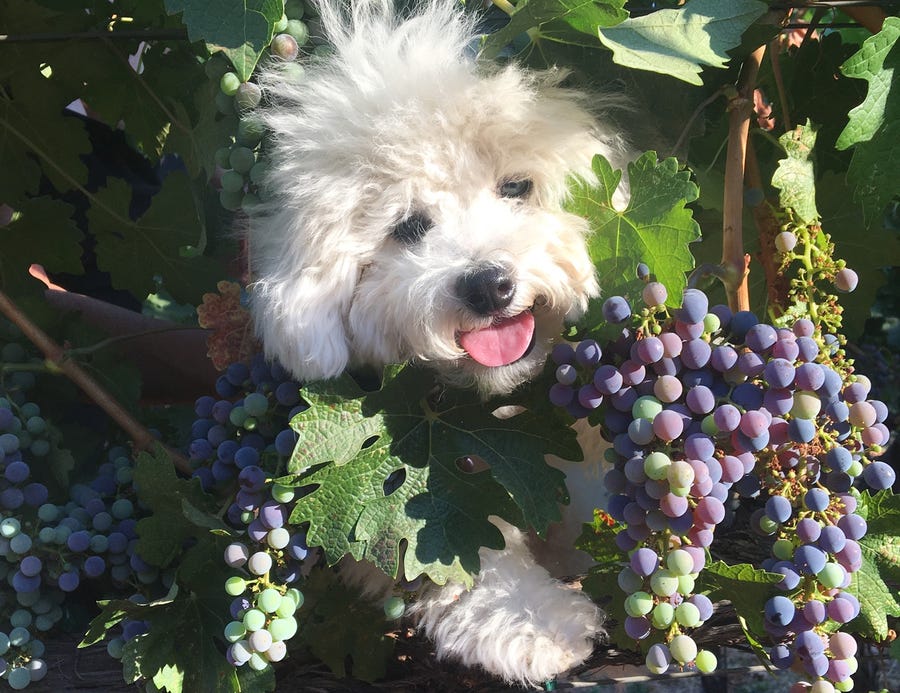 Snickers, the vineyard dog at Aratas Wine takes his job very seriously. He has a special talent for charming guests.