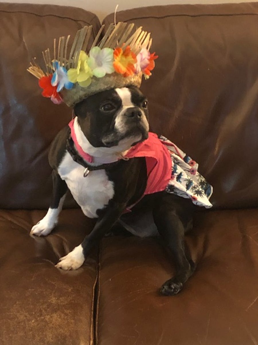 "It's called fashion Brenda, look it up." Maggie the 9-year-old Boston Terrier gets 11/10 for style points.
