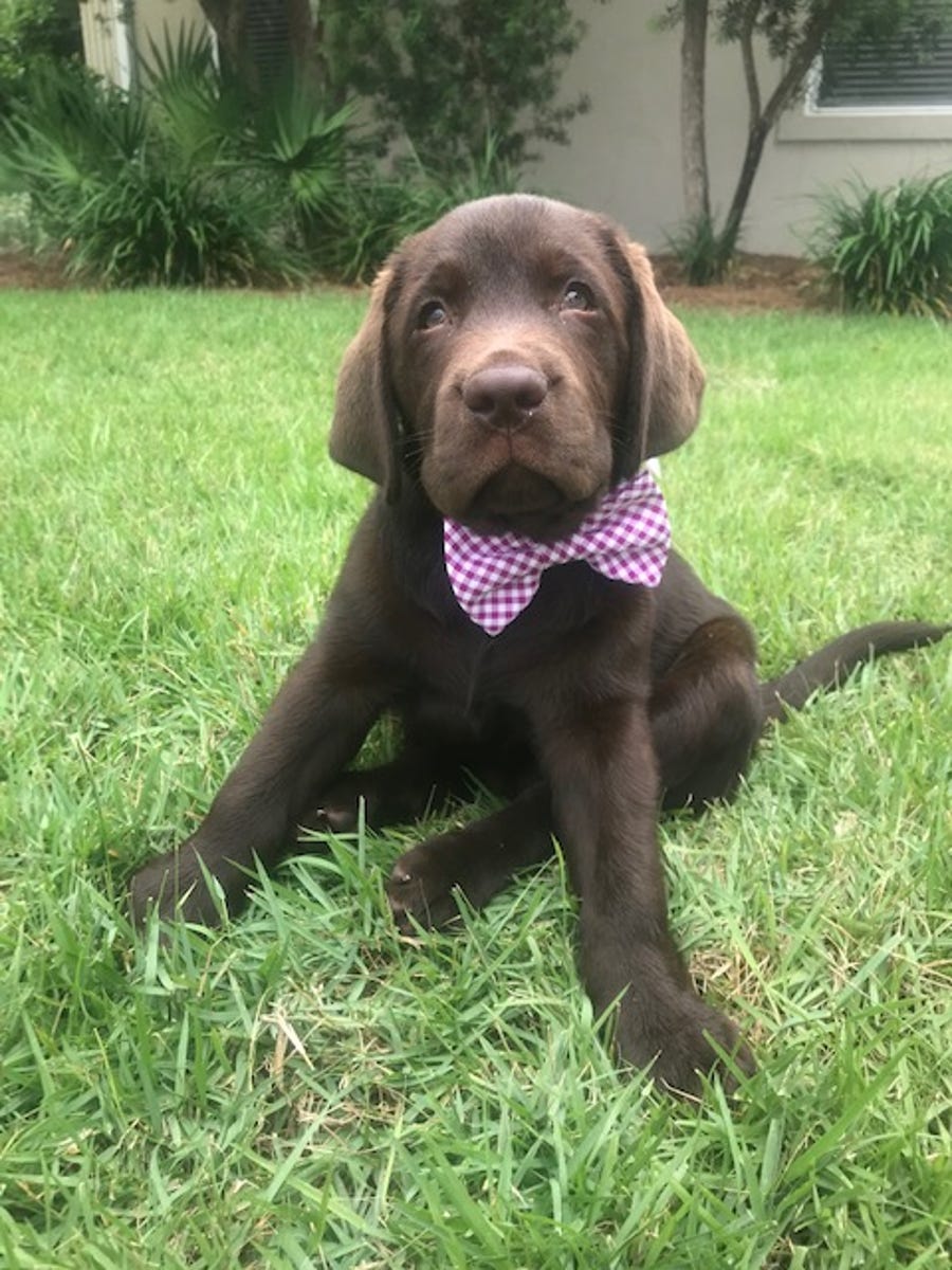 Samuel wanted to show off his bow tie for National Dog Day.