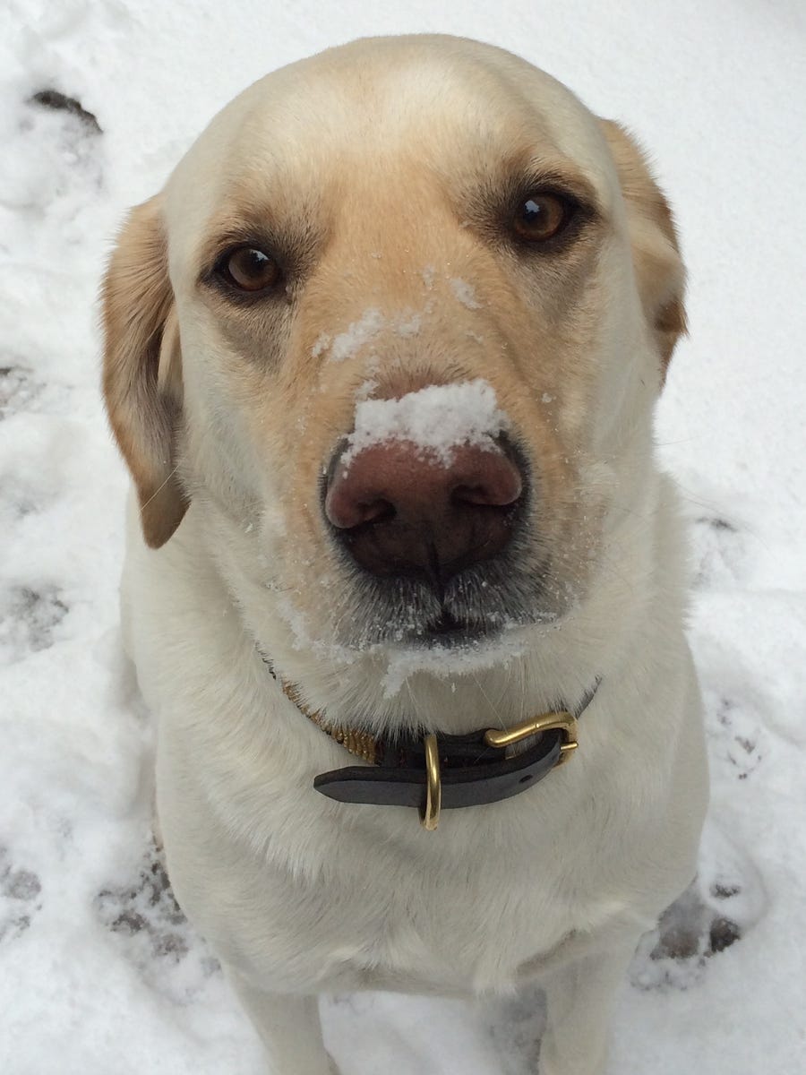 When Nash isn't doing snow face masks, he can sometimes be found at the Tennessee Capitol with his dad, Senator Jon Lundberg.
