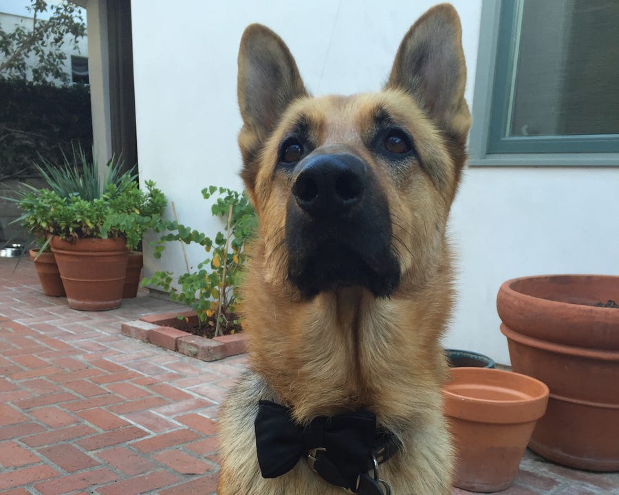 Ace from Manhattan Beach looking dapper as ever in his finest formal wear.