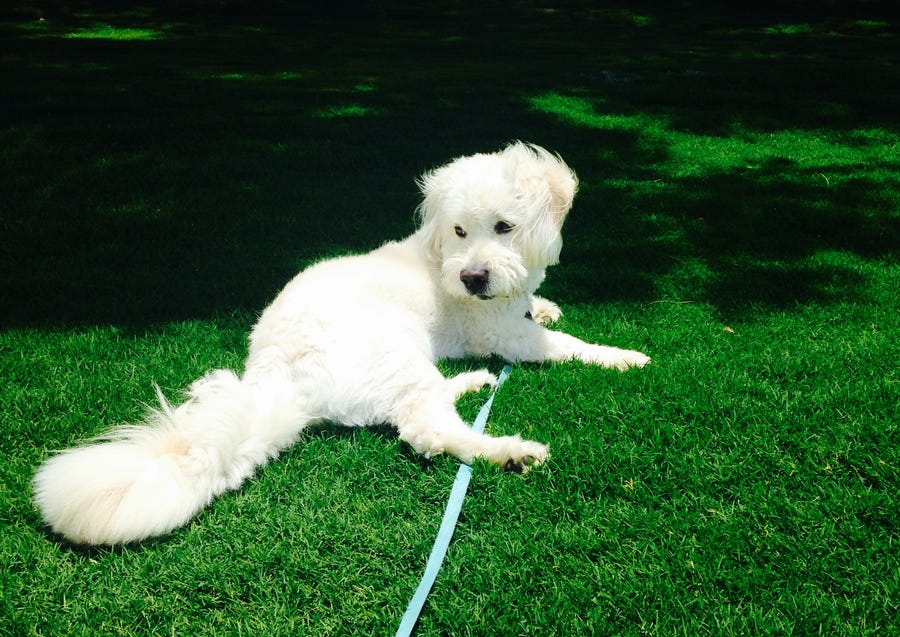 Dougie the rescue pup loves California sunshine and teaching others how to do the "Dougie."