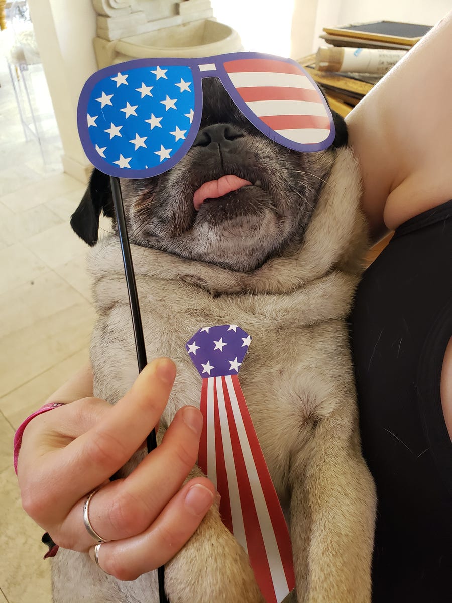 Roly Poly (his real name) loves America 🇺🇸. And pets. He hasn't responded to comments on which he loves more.