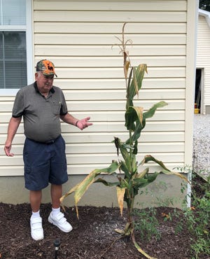 Matt Jacovelli marvels at the cornstalk that sprouted in his vegetable garden after squirrels buried some seeds. The cornstalk has grown about 28 cobs.