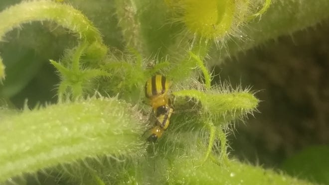 Cucumber beetles are about ⅜ inches long with a yellow body and distinctive black stripes.