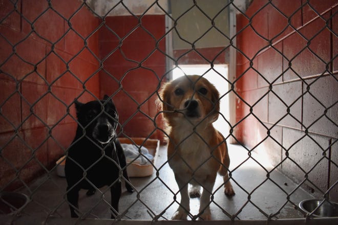 Hurricane Dorian: Florida animal shelters prepare for approaching storm Hurricane Dorian: Florida animal shelters prepare for approaching storm