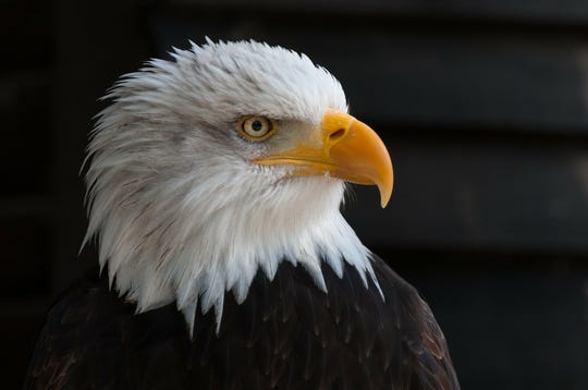Bald Eagle Peregrine Falcon Among 19 Animals Off Ny