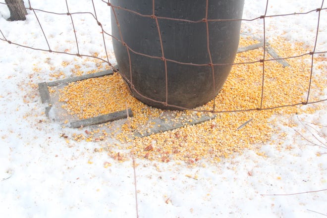 Baiting and feeding wildlife, such as at this corn feeder site, is prohibited starting Sept. 1 in Barron, Burnett, Polk and Washburn counties. The ban is due to a CWD-positive elk found on a farm near Shell Lake, Wis.