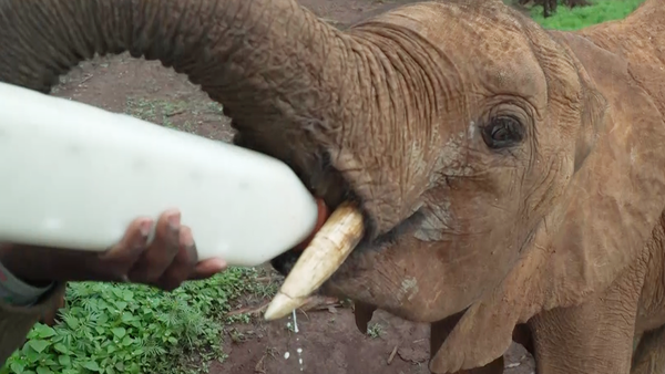 This baby elephant is still young enough to drink 