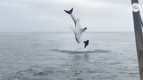 A shark completed a huge flip after breaching off 