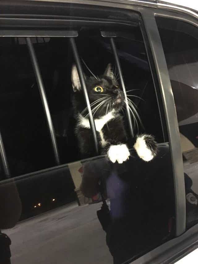 Cat Burglar Call Made To Collier Couny Sheriff S Deputies Just A